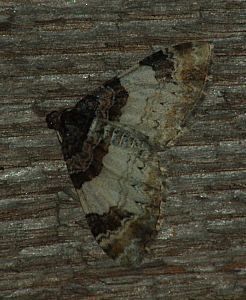 (Catarhoe cuculata (Hufnagel, 1767))